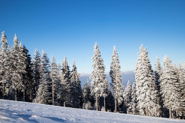 Amazing winter landscape with snowy fir trees in the mountains