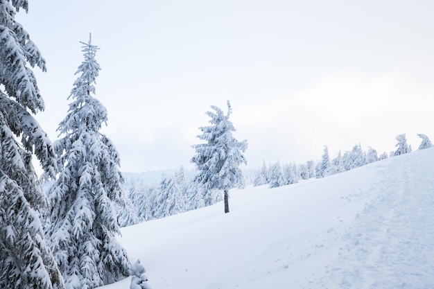 Amazing winter landscape with snowy fir trees in the mountains