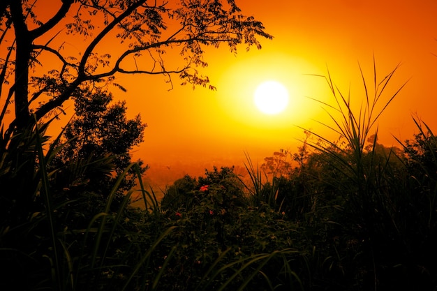 Amazing woodland golden sunset with tree and bush in silhouette