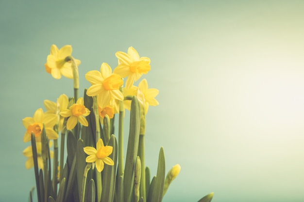 Amazing Yellow Daffodils flowers in basket.  image for spring background