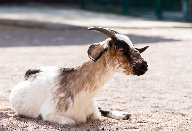 Amazing young goat on a sand background Sacrifice animal to islamic traditions