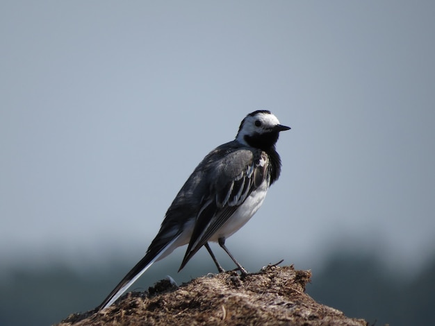 Amazingly beautiful nature and birds