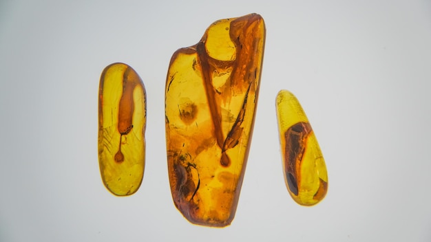 Amber stone. Authentic Baltic amber with prehistoric fossil insect macro. Magnifying glass and increasing amber.