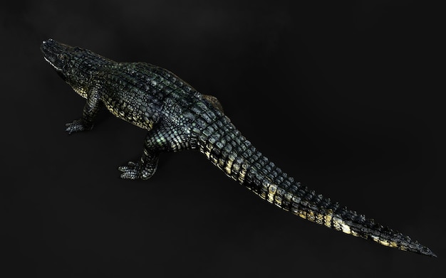 American Alligator Isolated on Dark Background with Clipping Path American Crocodile