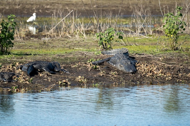 American alligators enjoying the heat from the sun on the bank of the lake in Florida