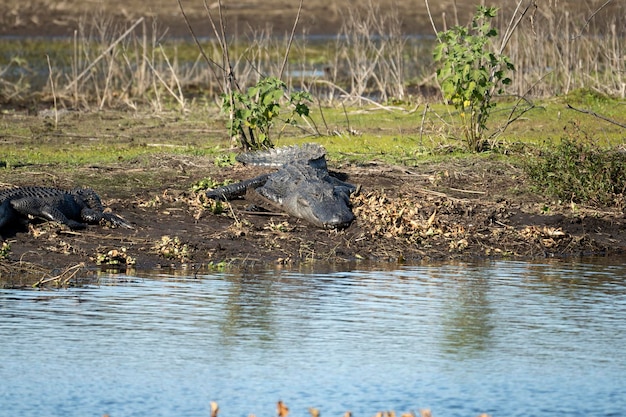 American alligators enjoying the heat from the sun on the bank of the lake in Florida