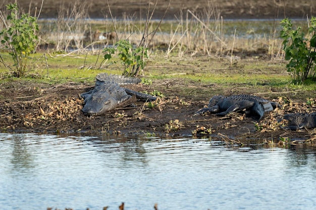 American alligators enjoying the heat from the sun on the bank of the lake in Florida