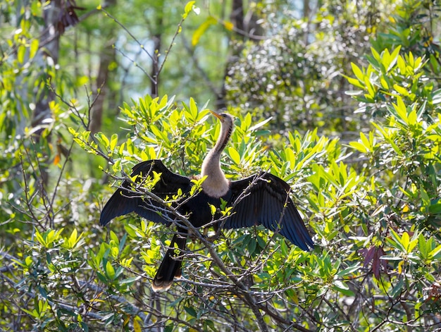 American Anhinga ,Everglades National Park, Florida