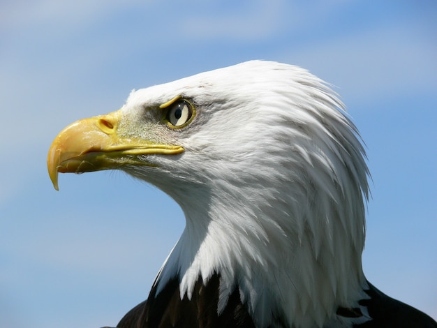 American Bald Eagle