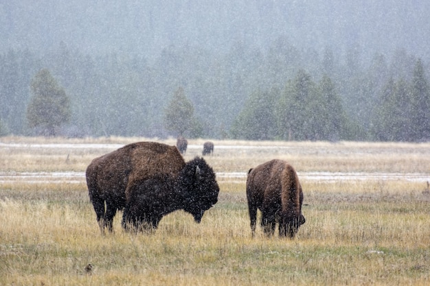 American bison (Bison bison) in the snow