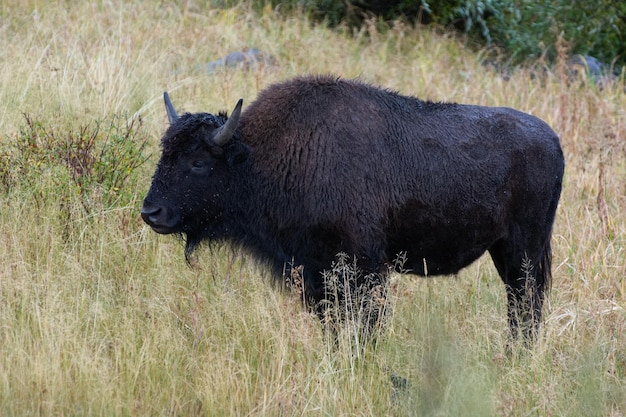 American Bison Bison bison in Yelowstone National Park