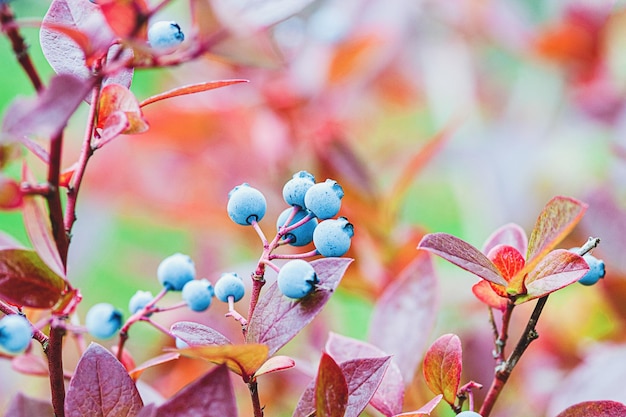 American blueberry growing in fall garden blueberries against red foliage in autumn