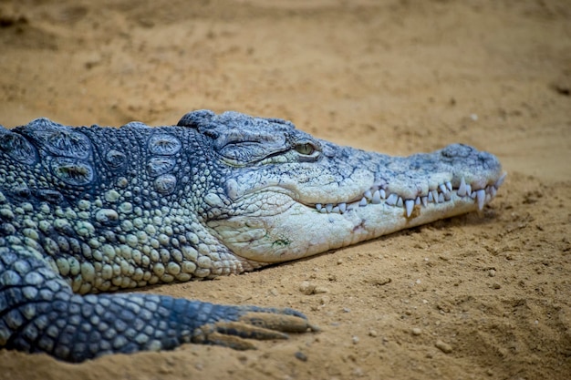 american brown alligator resting on the sand beside a river