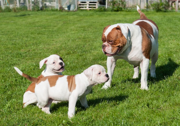 American Bulldog puppies playing in nature