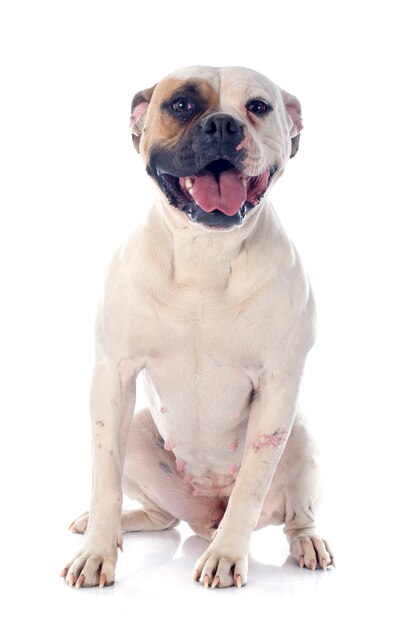 american bulldog