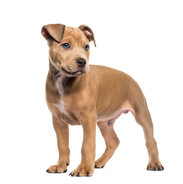 American Bully, 2 months old, in front of white background