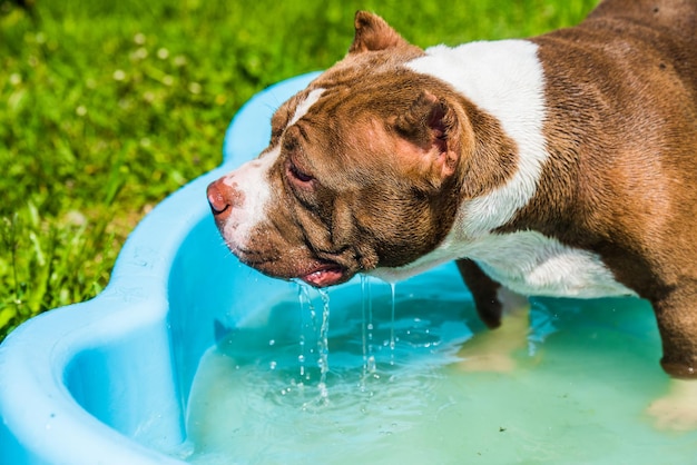 American bully dog is swimming in pool