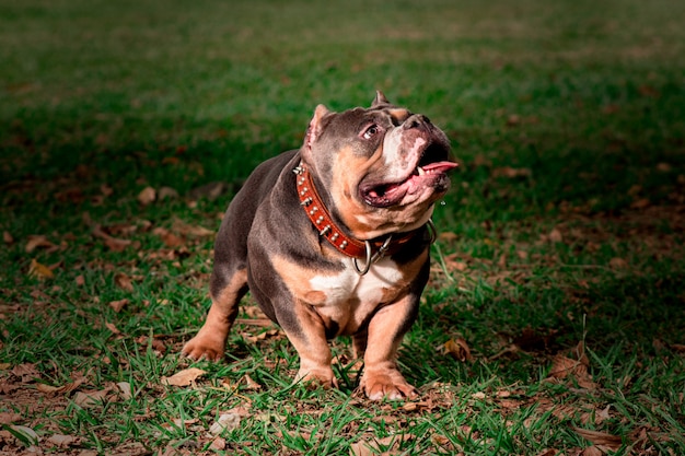 American bully dog ​​in the park