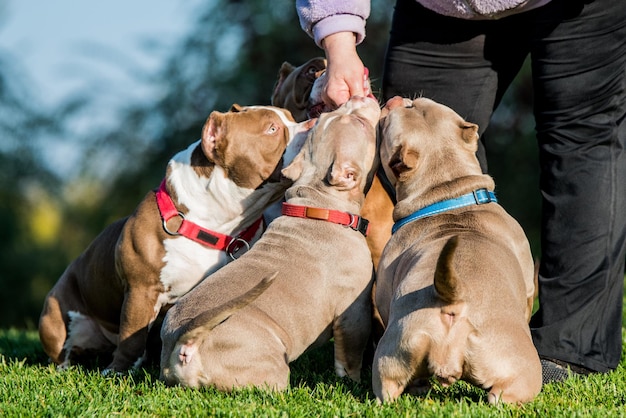 American Bully puppies dogs with owner on nature