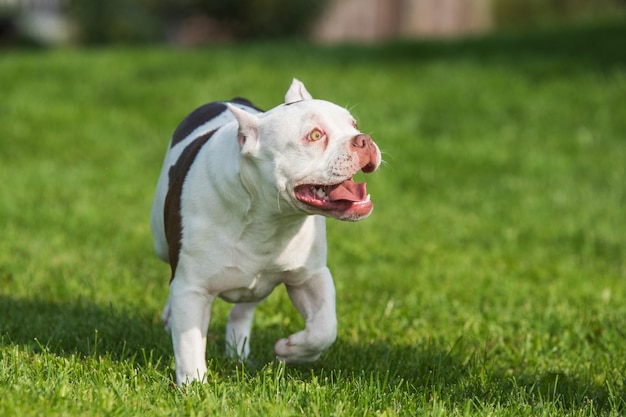 American Bully puppy dog in move on grass