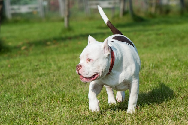 American bully puppy dog in move on grass