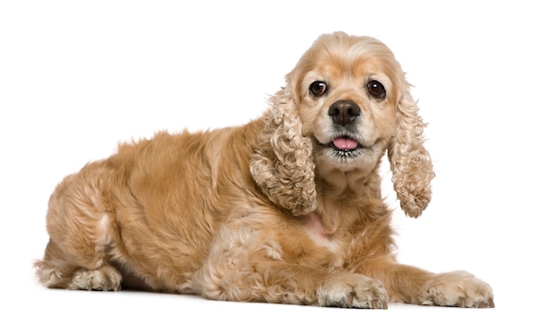 American Cocker Spaniel, 8 years old, lying in front of white wall