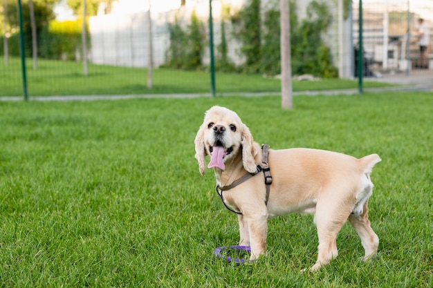 American cocker spaniel stands on green grass in a city park. The dog is resting. High quality photo