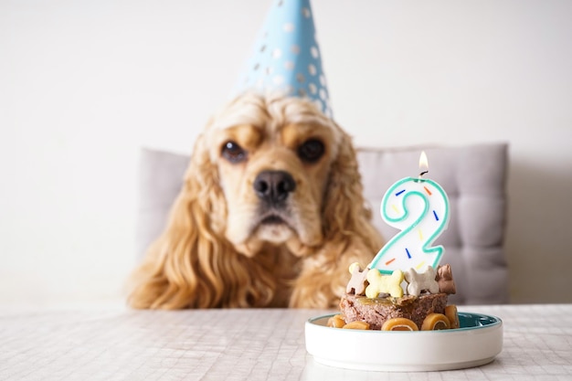 American Cocker Spaniel at a table with holiday treat Dog birthday