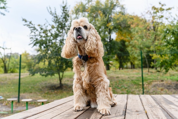 Photo american cocker spaniel training in a specially equipped dog walking area