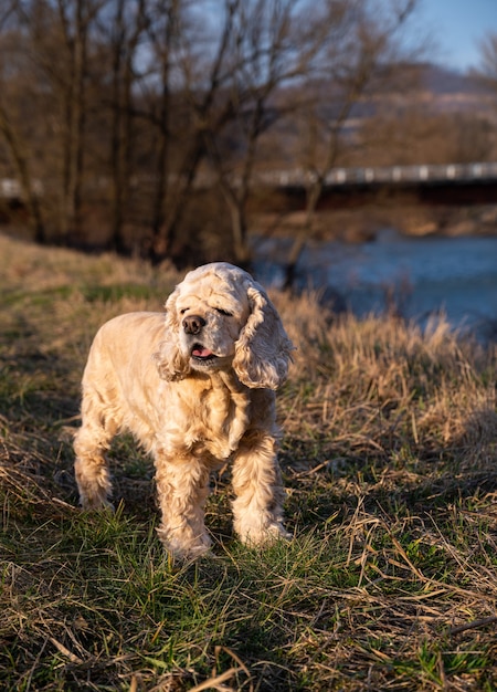 American cocker spaniel walking in the park