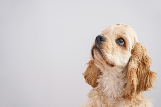 American Cocker Spaniel with space for text