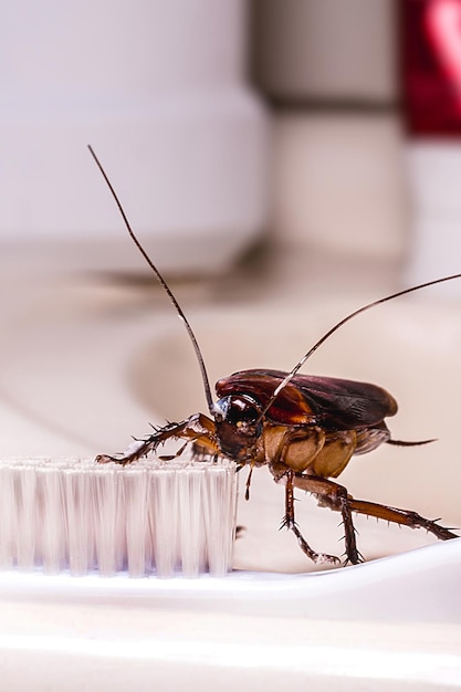 American cockroach feeding on toothbrush Night insect indoors concept of pest control and bacterial contamination