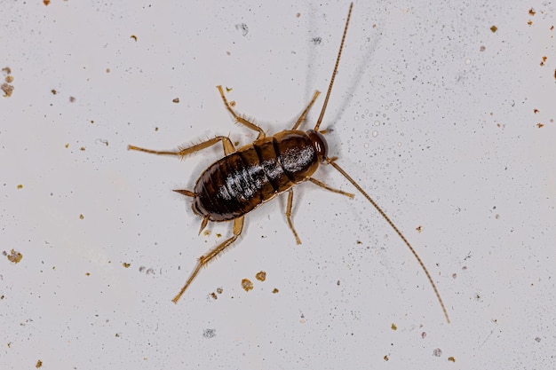 American Cockroach Nymph