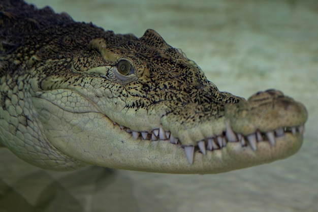 An American crocodile looks at the camera underwater. Animal portrait