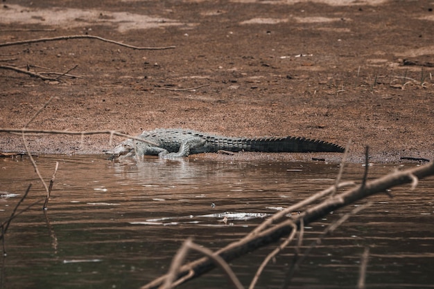 Photo an american crocodile suns itself on a river bank in costa rica