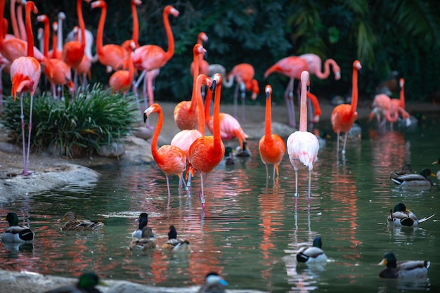 American flamingo flamingos beauty birds group of flamingos