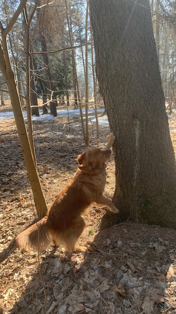 American golden retriever dog trying to jump up a tree for a squirrel on its hind legs