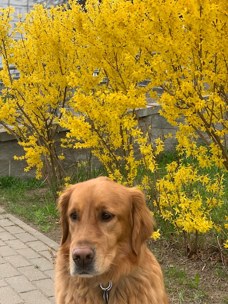 American Golden Retriever of a red coat color sits on a background of yellow flowers of a bush