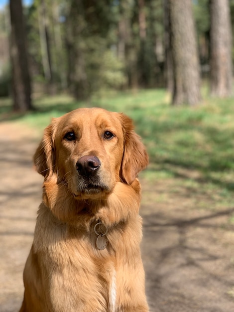 American golden retriever red color sits in the forest and sniffs nature looking at the camera