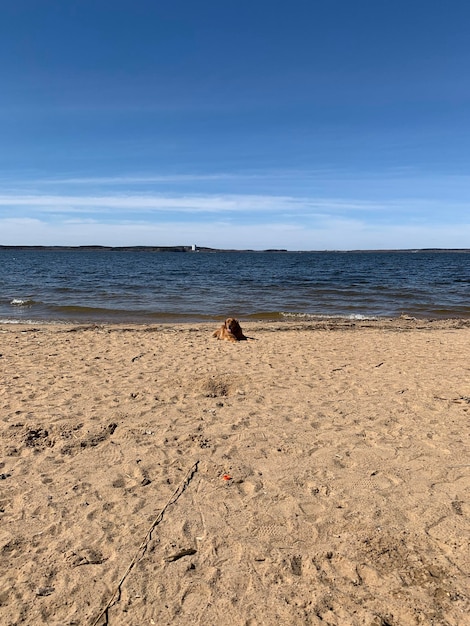 American golden retriever saw the sea for the first time and lies on the beach in the sun