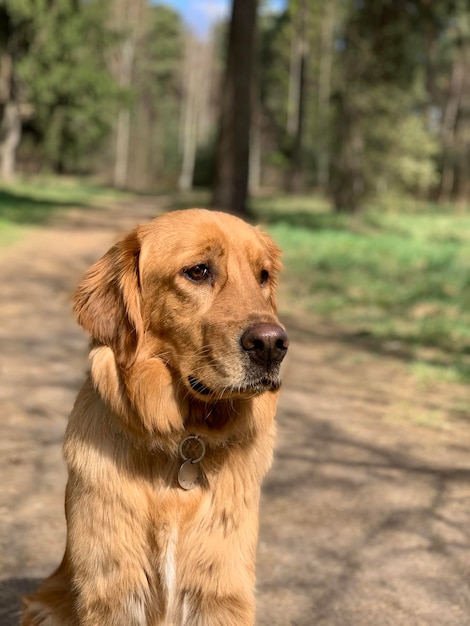 American Golden Retriever sits on a forest path and looks around