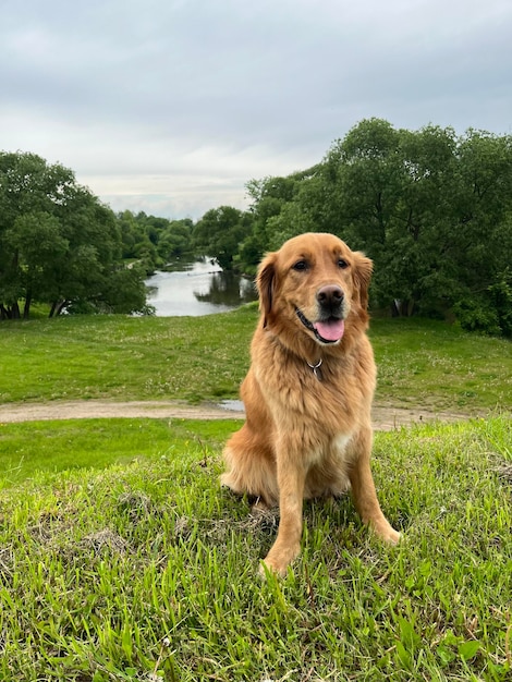 an american golden retriever sits on a hill with a river behind it