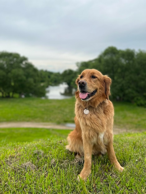 an american golden retriever sits on a hill with a river behind it