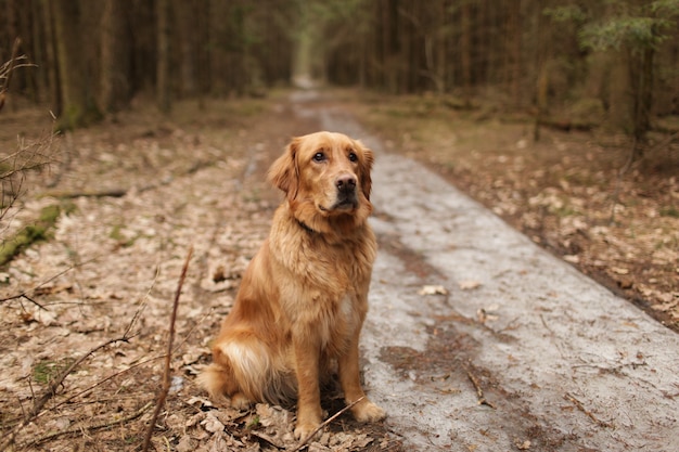 American Golden Retriever sitting in the middle of a coniferous forest