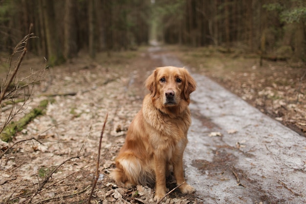 American Golden Retriever sitting in the middle of a coniferous forest