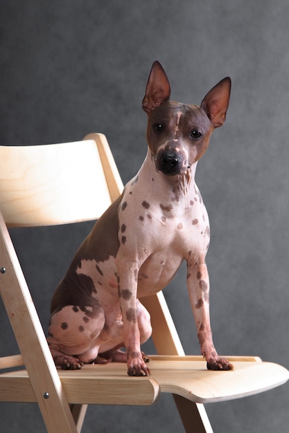 The American hairless terrier sits on a chair