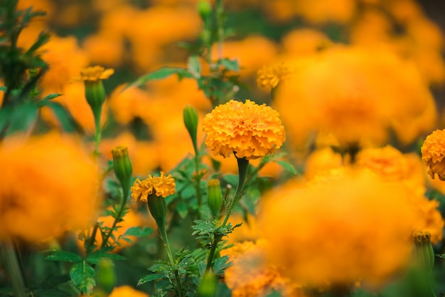 American marigold, beautiful in nature Is a popular flower planted to cut flowers for sale