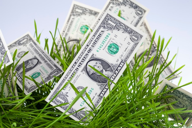 American money in the agricultural field together in cereal wheat