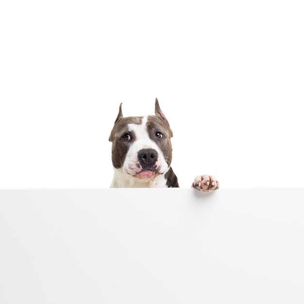 Photo american pit bull terrier and blank placard against white background