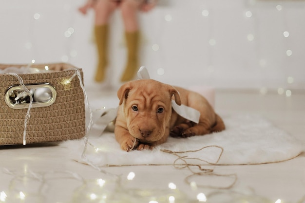 American Pit Bull Terrier Little puppy with a bow New Year's shooting with a dog